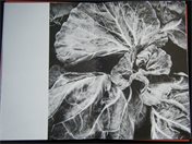 Image ID 01130